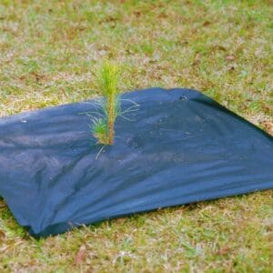 A black tree mat with a plant growing out of it.