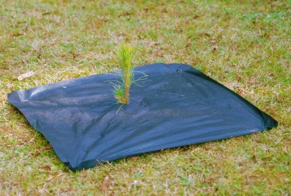 A black tree mat with a plant growing out of it.