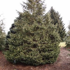 Shaggy, triangular conifer tree with green needles.