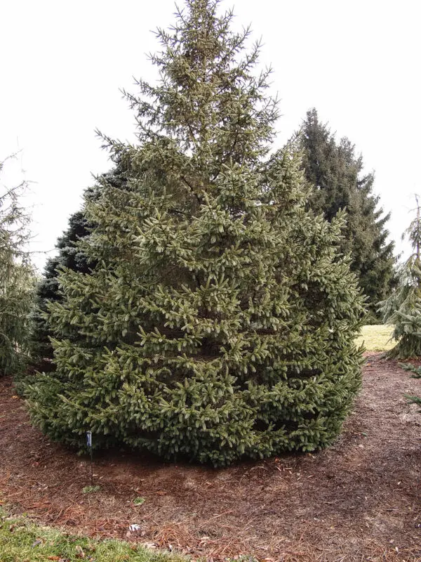 Shaggy, triangular conifer tree with green needles.