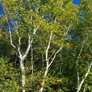 A group of white-barked trees with green leaves on them.