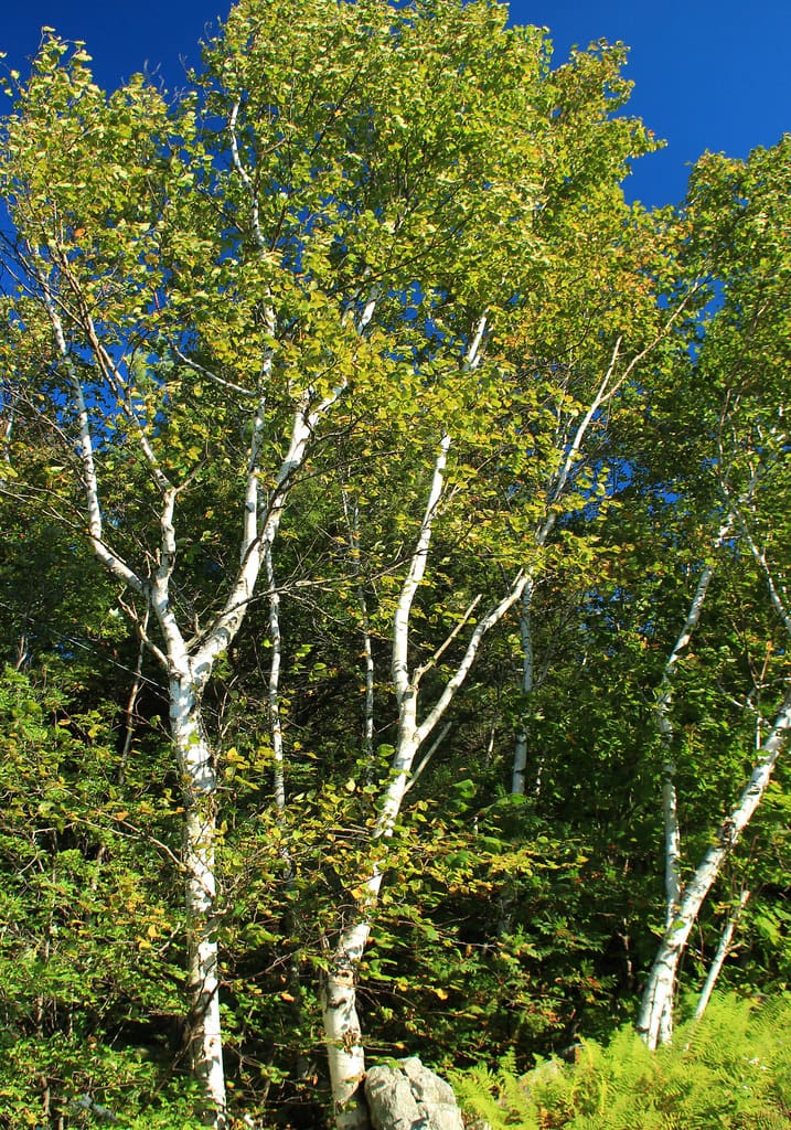 A group of white-barked trees with green leaves on them.