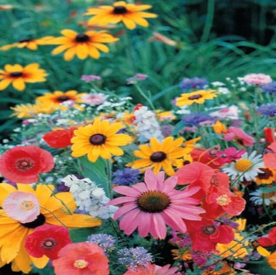 A field of colorful flowers in the grass.