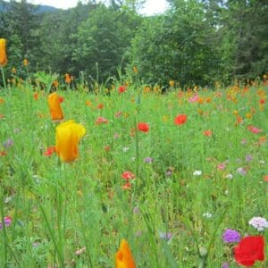 A field of flowers with trees in the background.