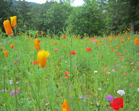 A field of flowers with trees in the background.