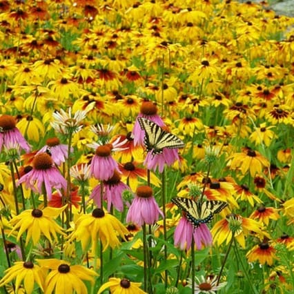 A field of yellow and purple flowers with green leaves.