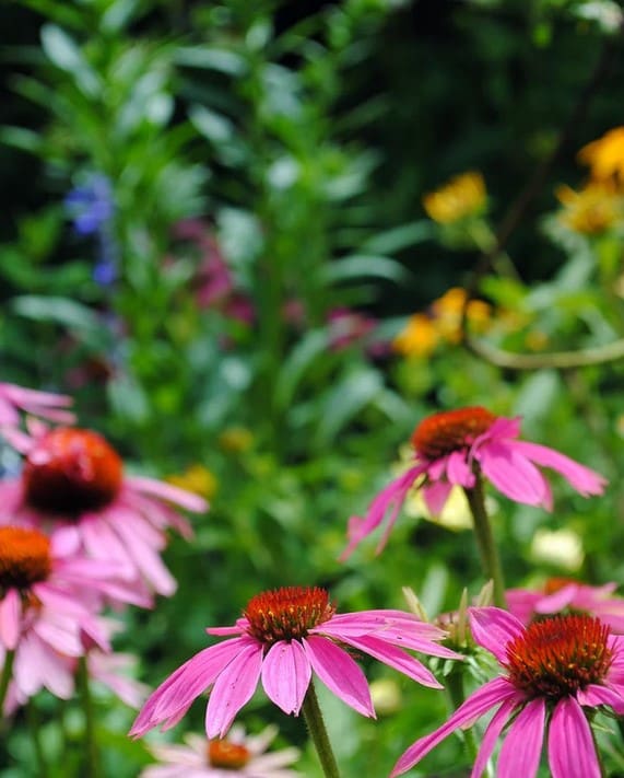 A close up of some pink flowers in the grass