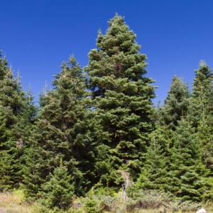 A large, green, triangular conifer tree in a field.