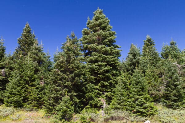 A large, green, triangular conifer tree in a field.