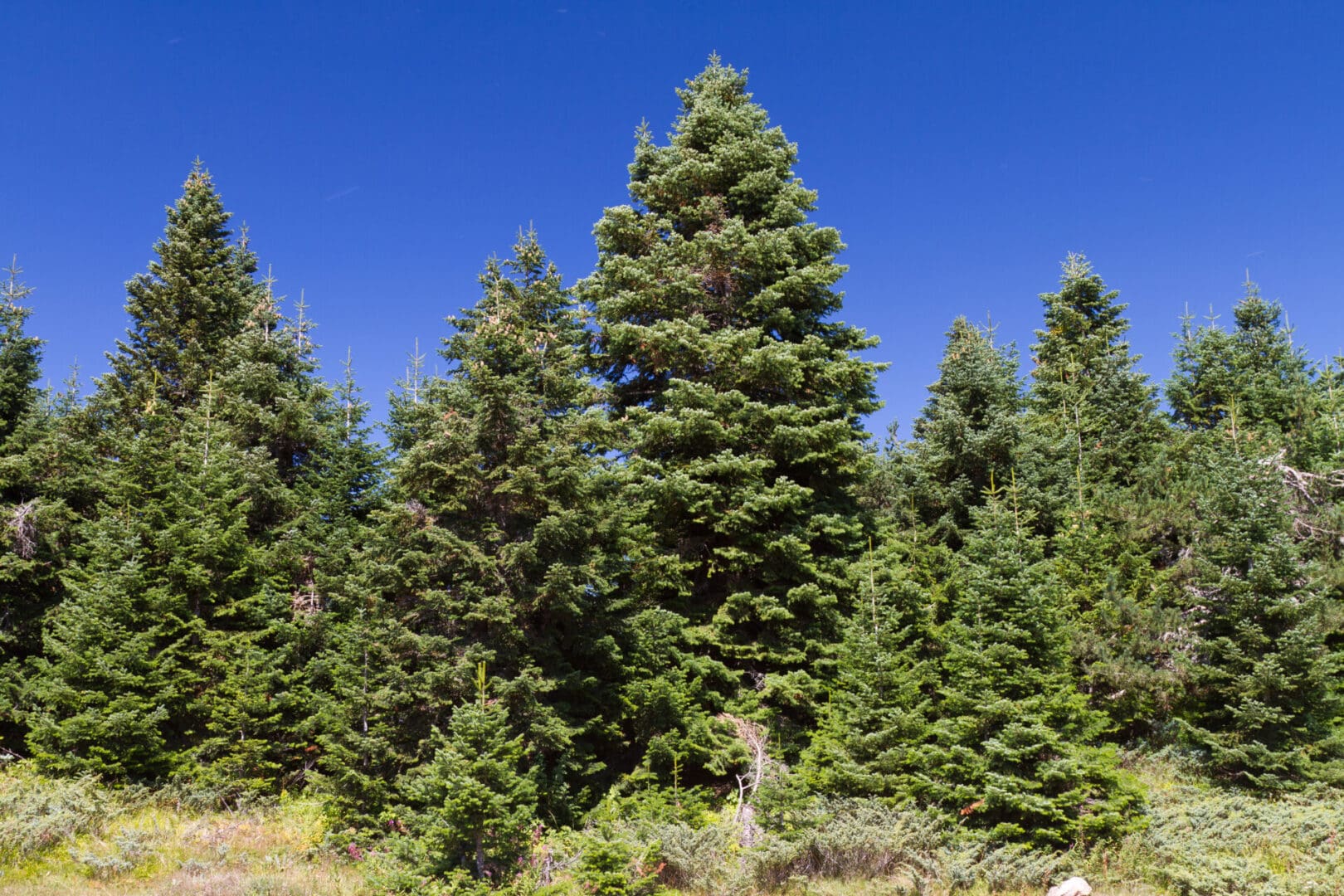 A large, green, triangular conifer tree in a field.