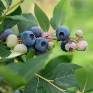 Ripe and ripening blueberries on a green branch with dark green, oval leaves