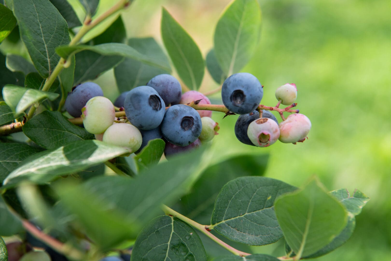 Ripe and ripening blueberries on a green branch with dark green, oval leaves