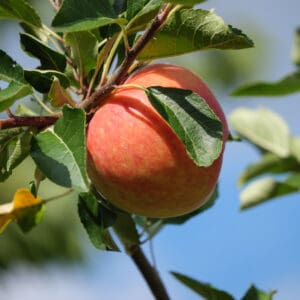 Speckled red and yellow apple hanging on a brown branch with oval, green leaves