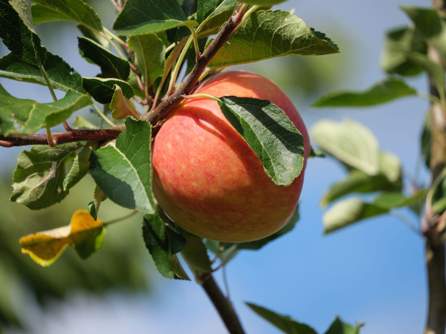 Speckled red and yellow apple hanging on a brown branch with oval, green leaves