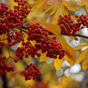 Whorled, yellow, sword shaped leaves on a brown branch with clusters of red berries