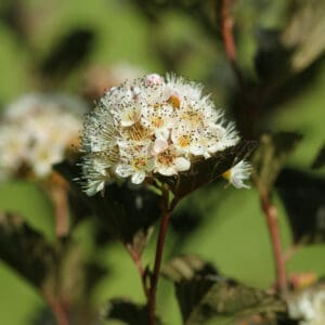 Green leaved shrub with white flowers