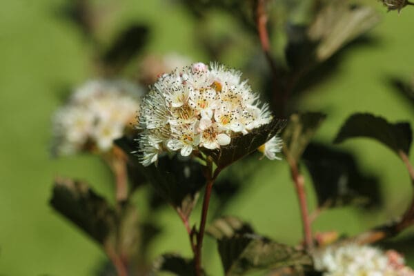 Green leaved shrub with white flowers