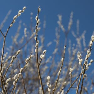 Fuzzy white catkins in bloom on brown twigs against a blue sky