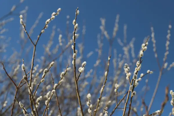 Fuzzy white catkins in bloom on brown twigs against a blue sky