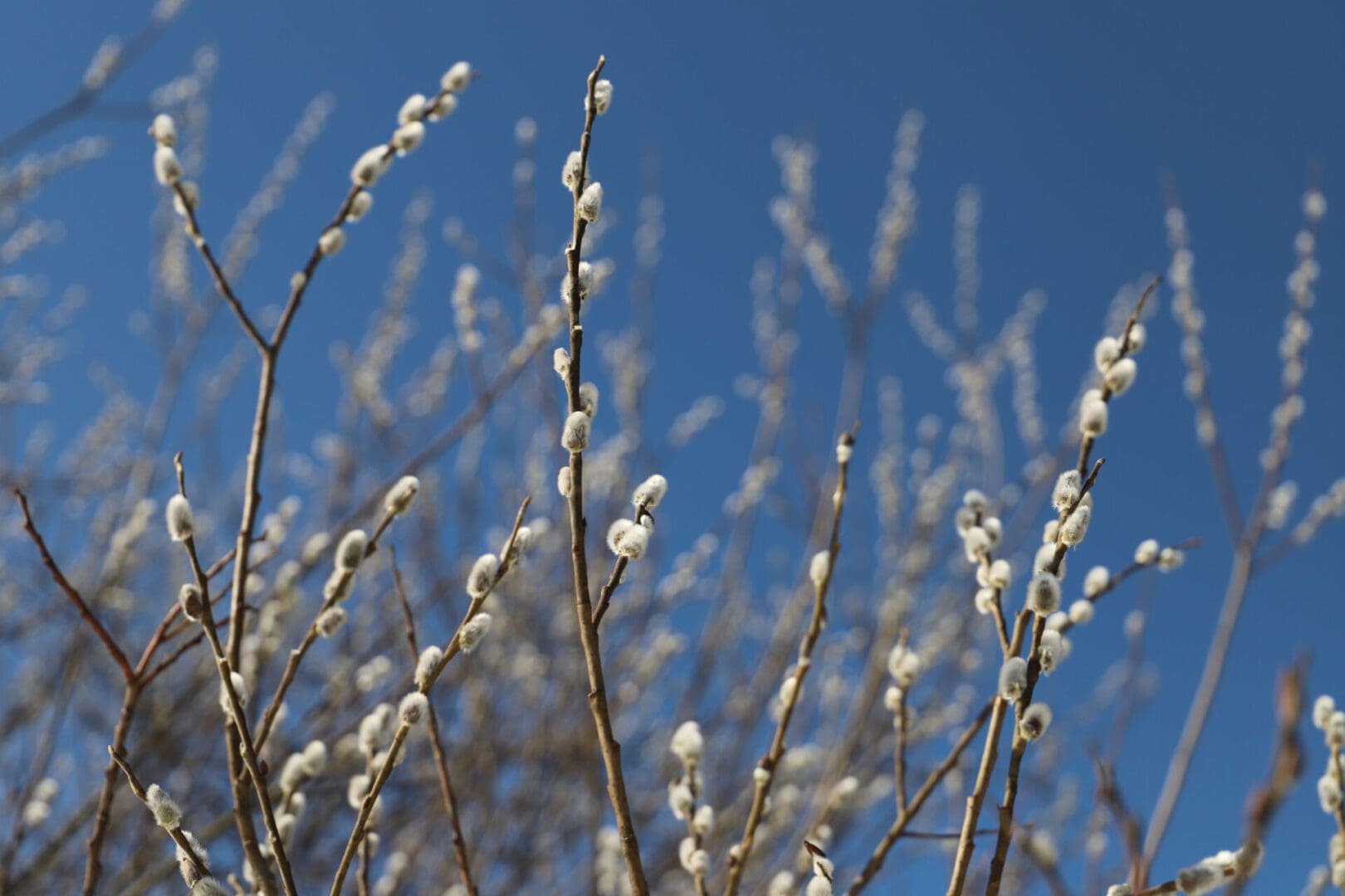 Fuzzy white catkins in bloom on brown twigs against a blue sky