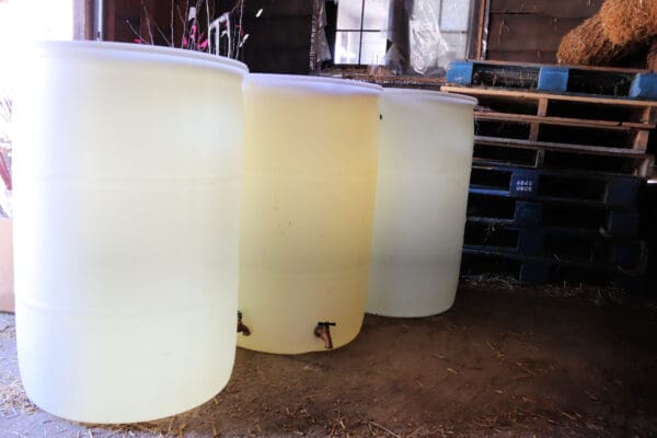 3 clear rain barrels side by side with spigot