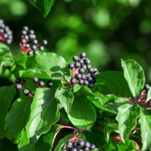 Green ovate leaves, purple berries on red stems.