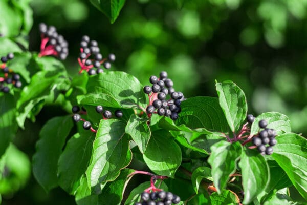 Green ovate leaves, purple berries on red stems.