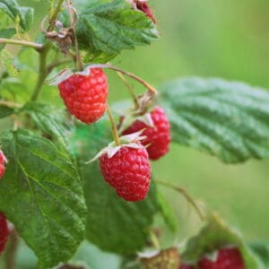 Ripe, red raspberries grow among green leaves