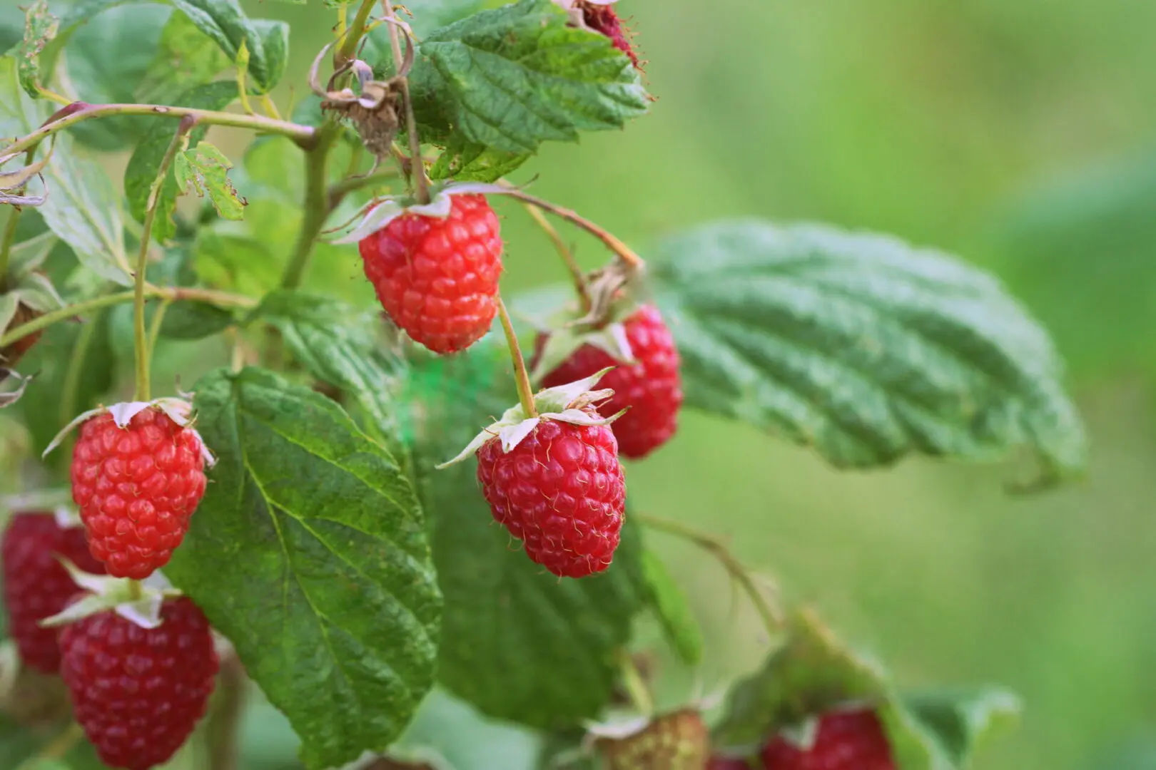 Ripe, red raspberries grow among green leaves