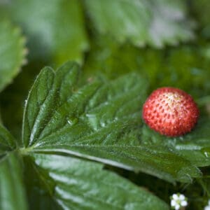 A red and white ripening strawberry among green leaves