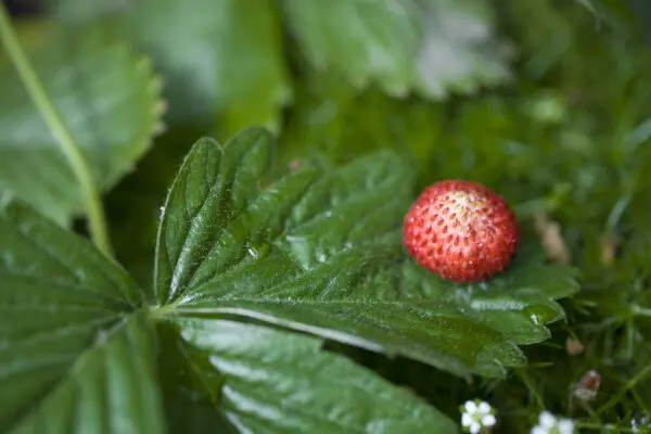 A red and white ripening strawberry among green leaves