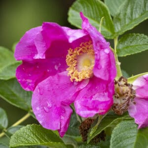 Dewy magenta petals with yellow center and green, oval leaves.