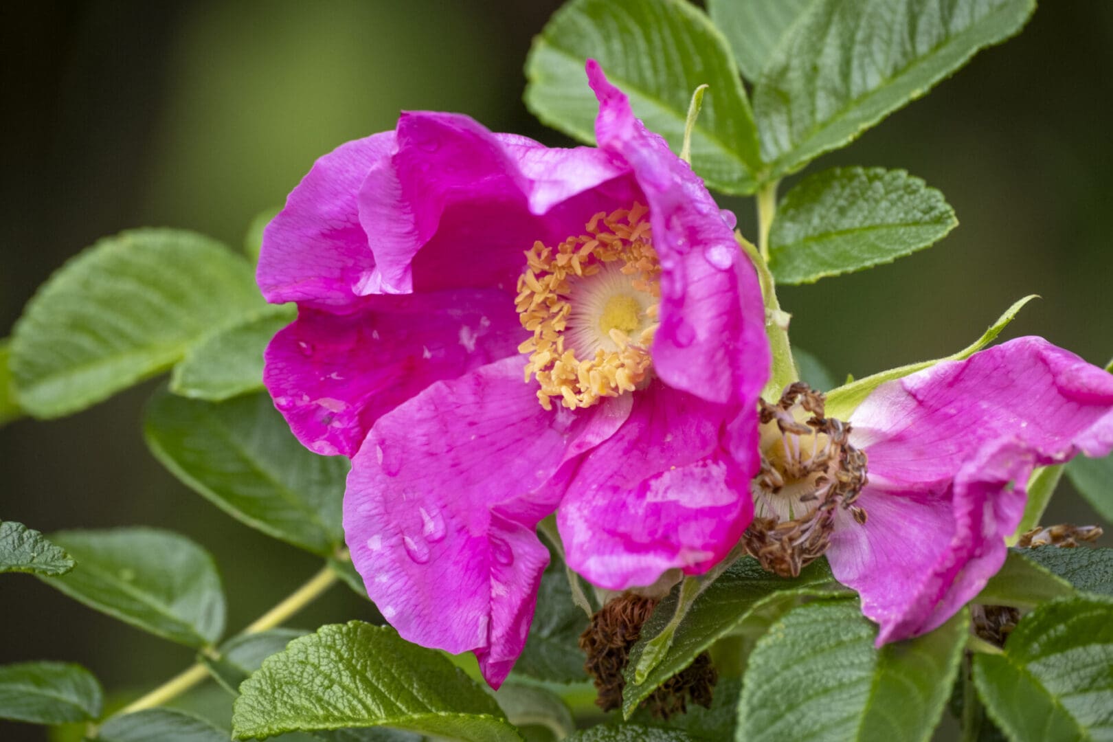 Dewy magenta petals with yellow center and green, oval leaves.