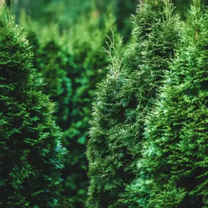 White Cedar conifer trees with green needles in tree nursery