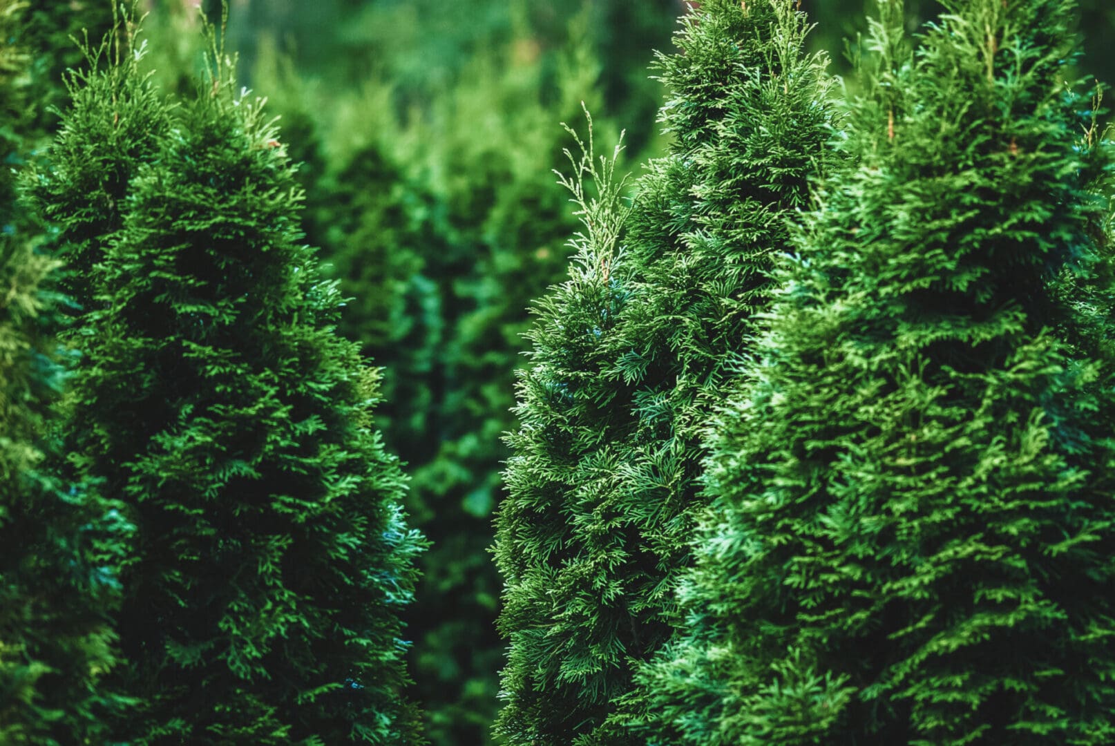 White Cedar conifer trees with green needles in tree nursery