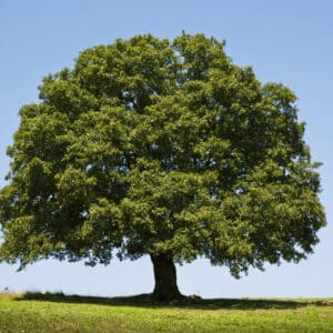 White Oak tree with rounded crown in field against blue sky.