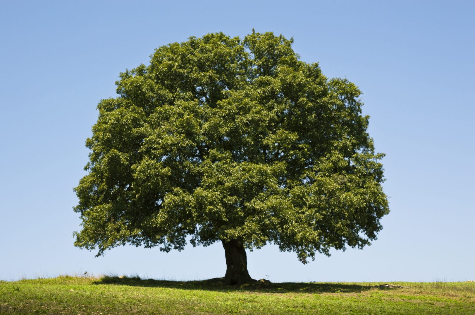 White Oak tree with rounded crown in field against blue sky.