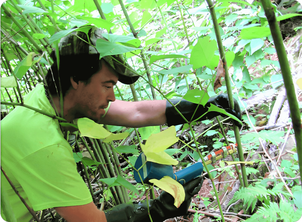Man working in dense green vegetation.