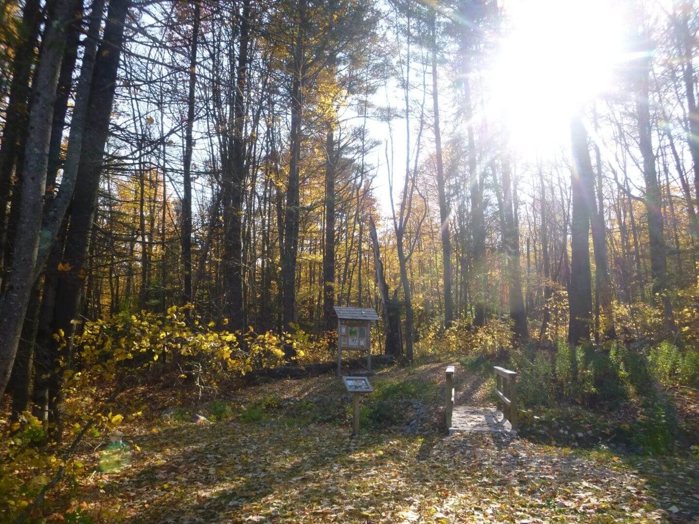 Sunlight filters through tall trees in a serene forest clearing.